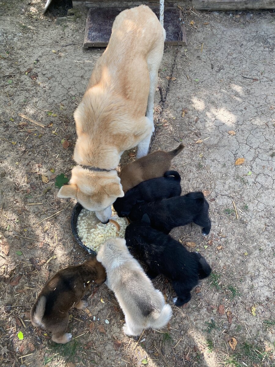 Šteniatka Akita inú