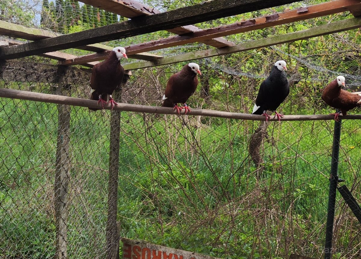 Slovenský hrvoliak - predaj