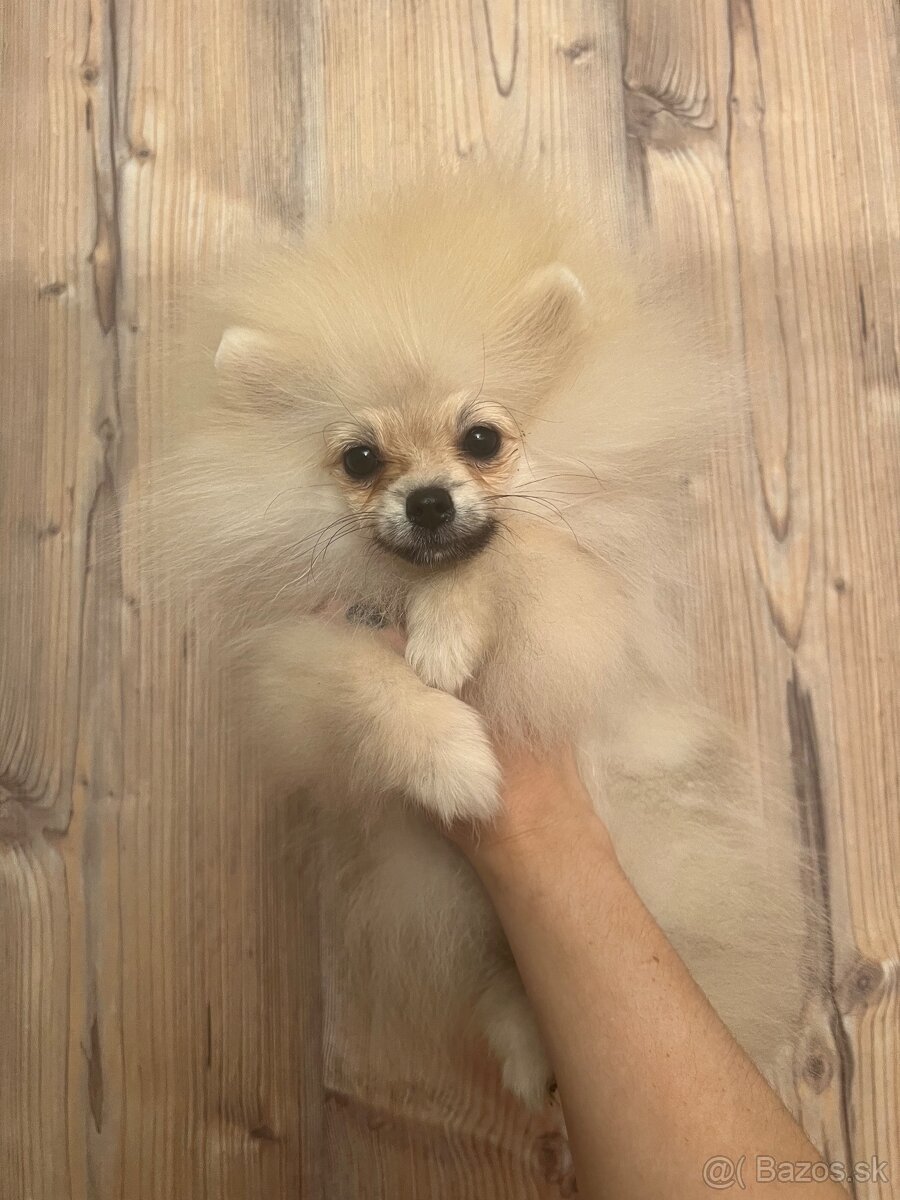 Pomeranian s PP FCI – kluci hledají nové domovy