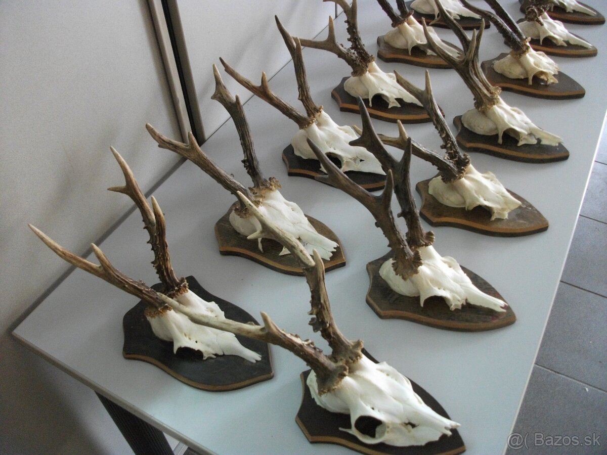Predám 14ks srnčie trofeje-dovoz Rakúsko.