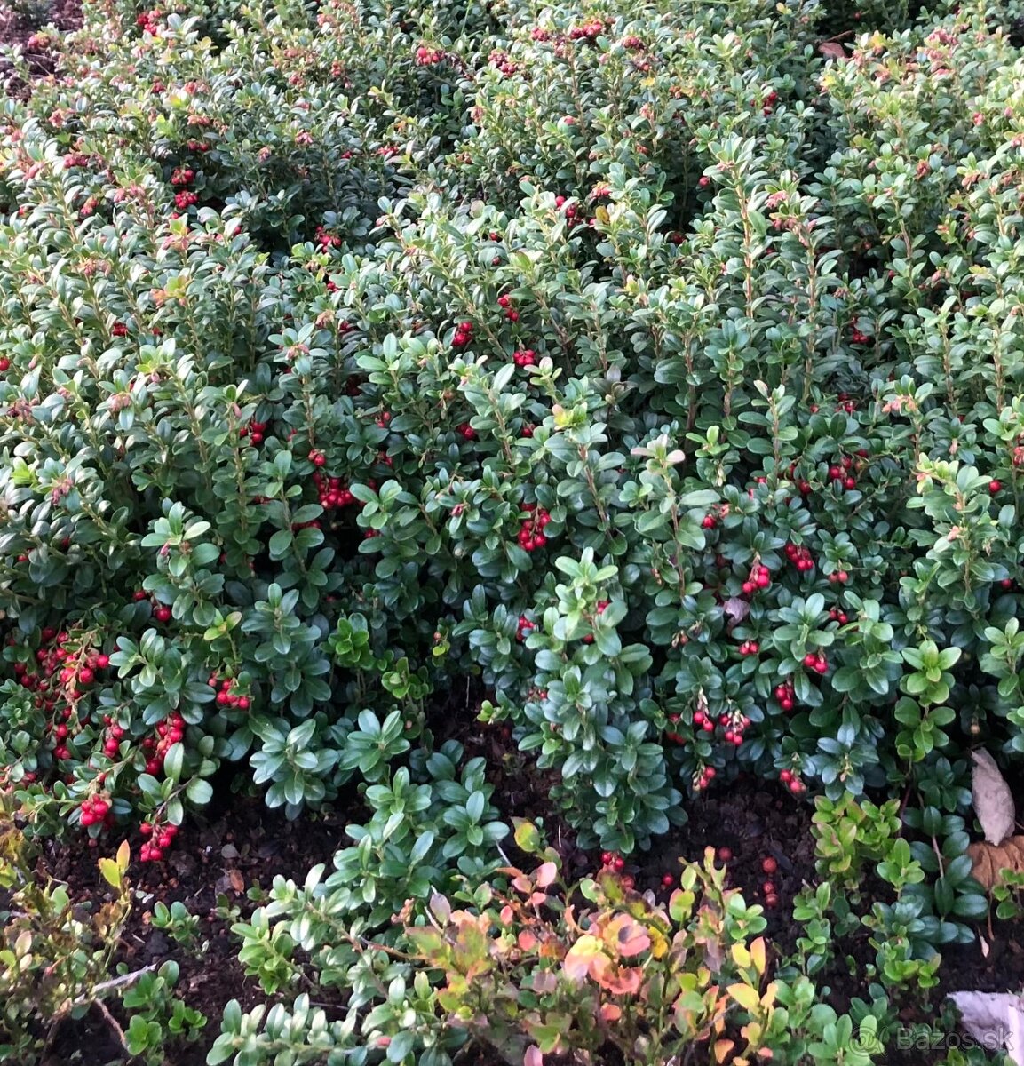 sadenice brusnice VACCINIUM VITIS-IDAEA ´KORALLE´ BRUSNICA