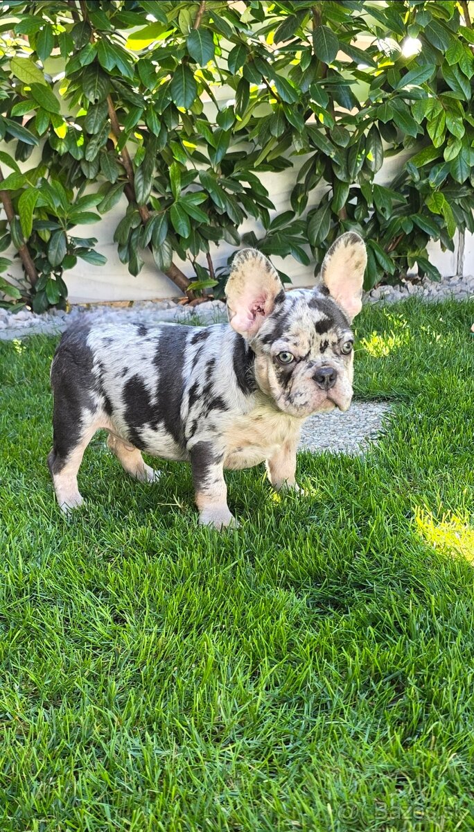 Francúzsky buldoček