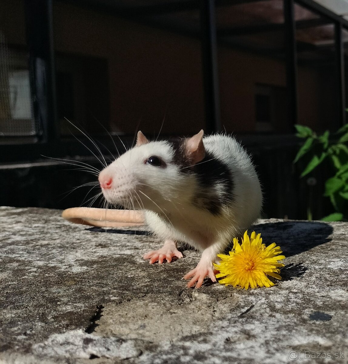 Potkaniky dumbo a štandart