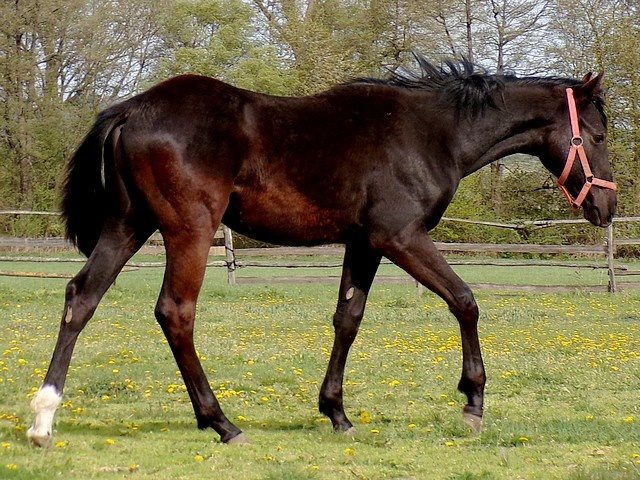 appaloosa žrebček