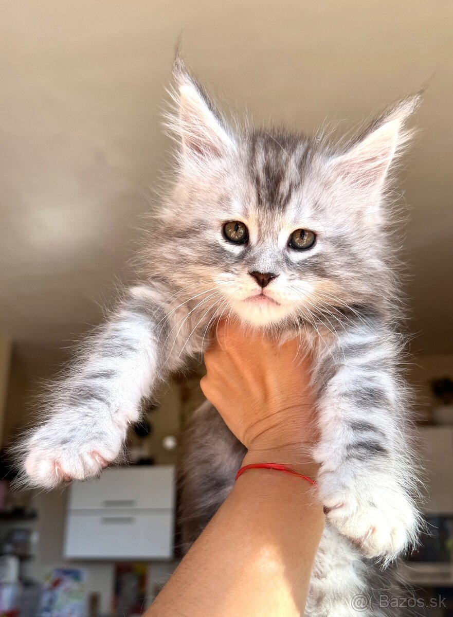 ❣️Mainská Mývalia ❣️mačiatka s PP Maine Coon