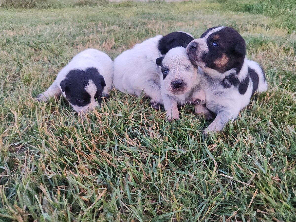 Australsky dobytkársky pes Cattle dog