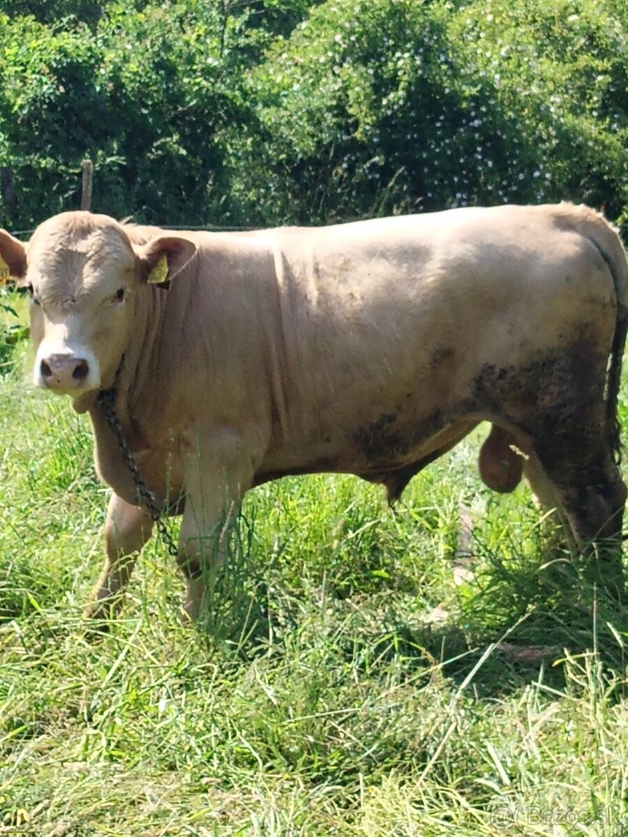 Predám býka