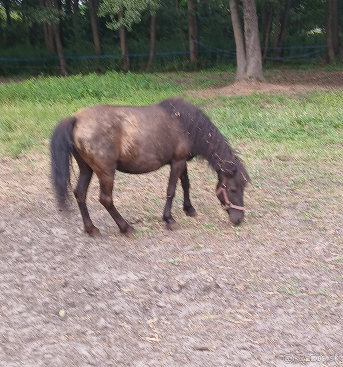 Ponik