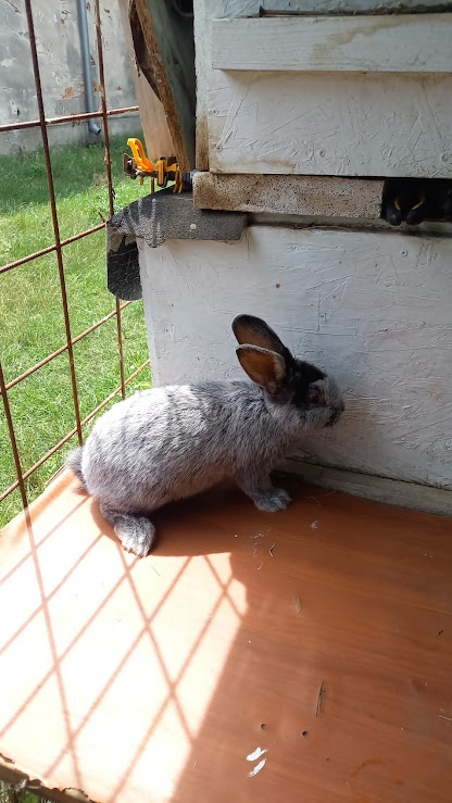 VSS 3.5 mesacna samica