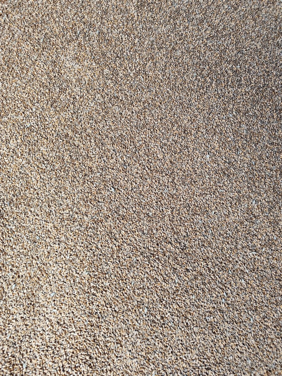 Pšenica/Jačmeň