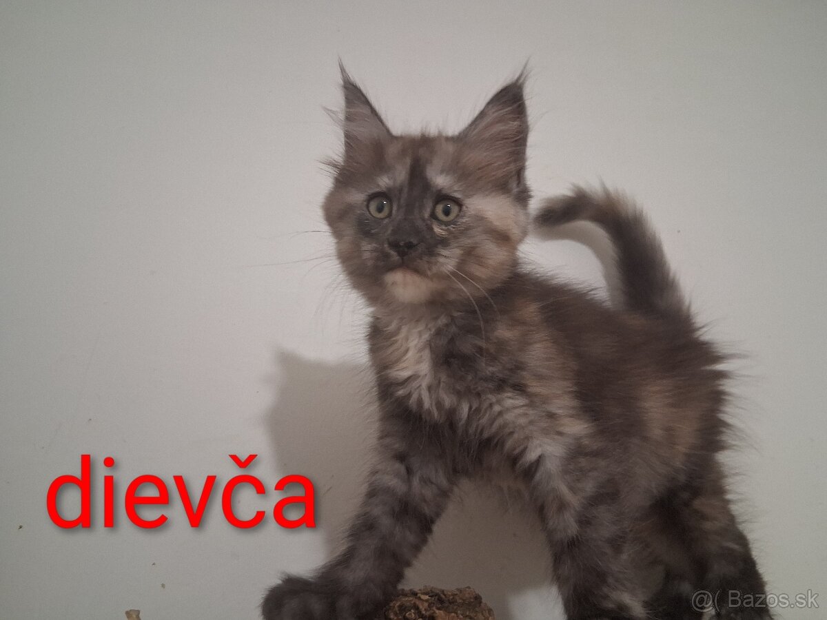 Mainska myvalia mačiatka