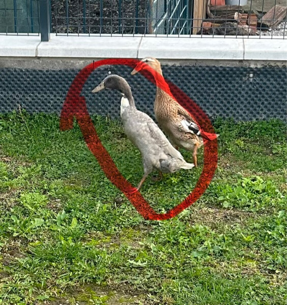 Indický bežec káčer