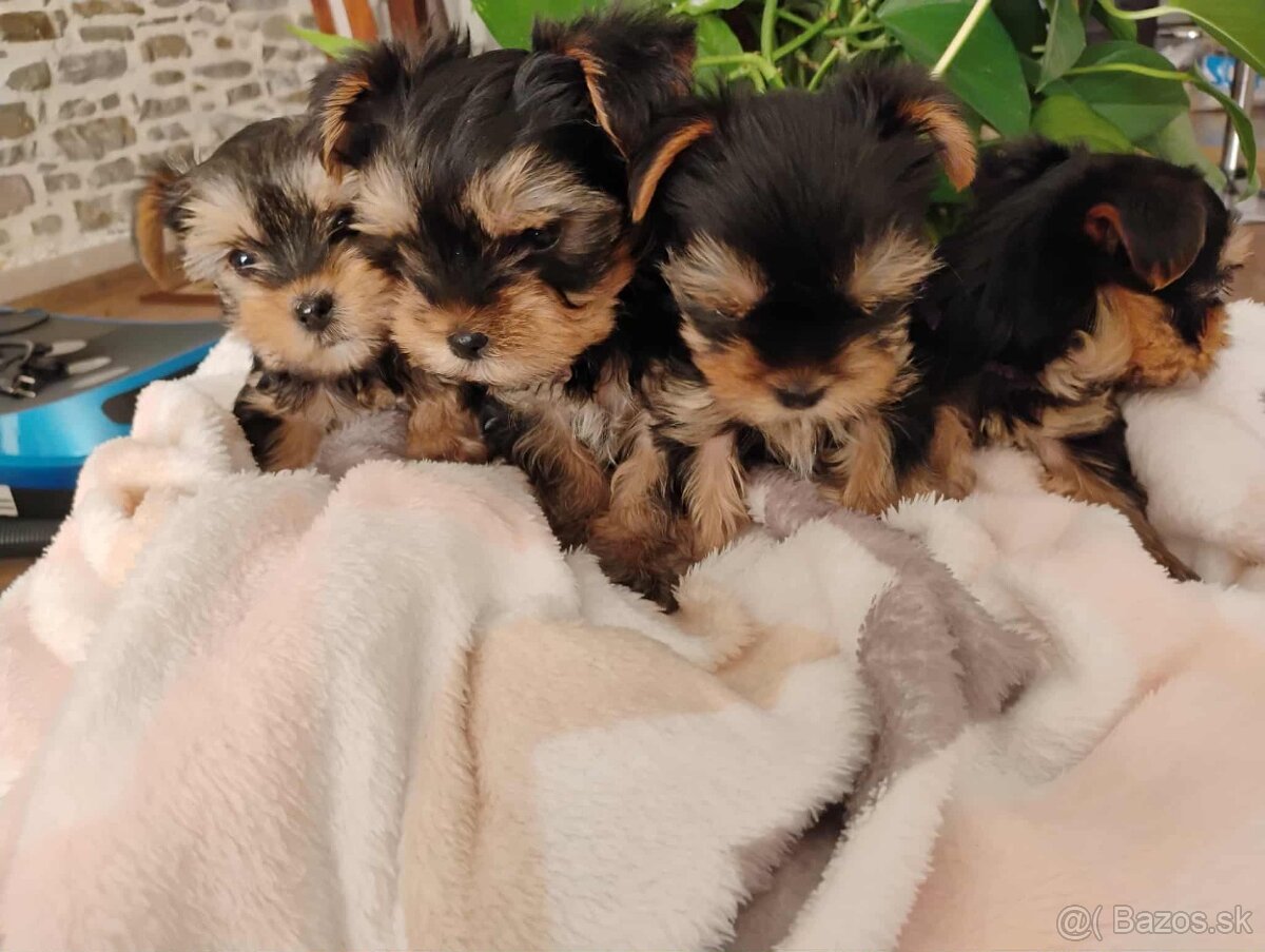 Yorkshirsky teriér mini