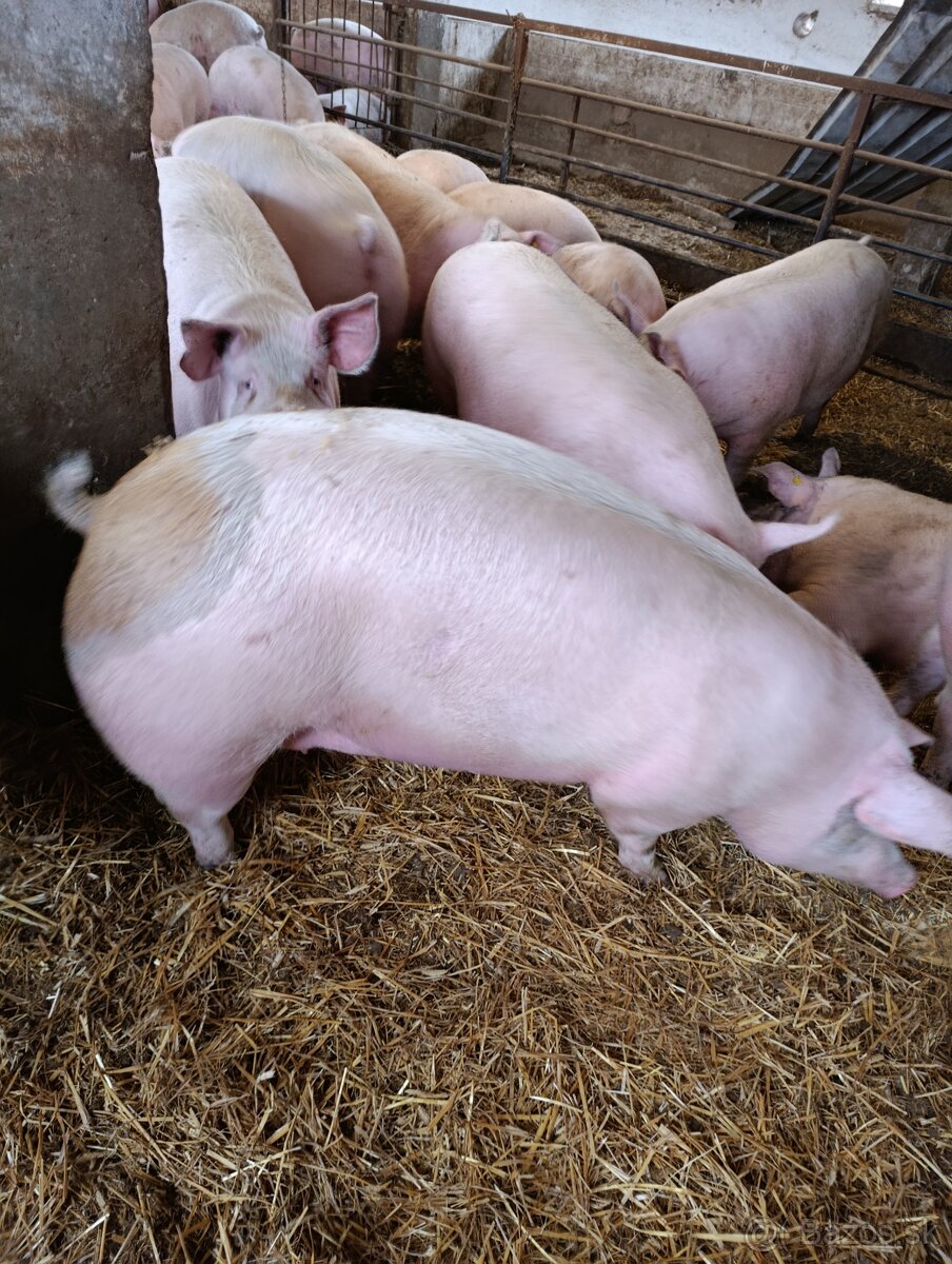 Výkrmové ošípané 2.4€/kg