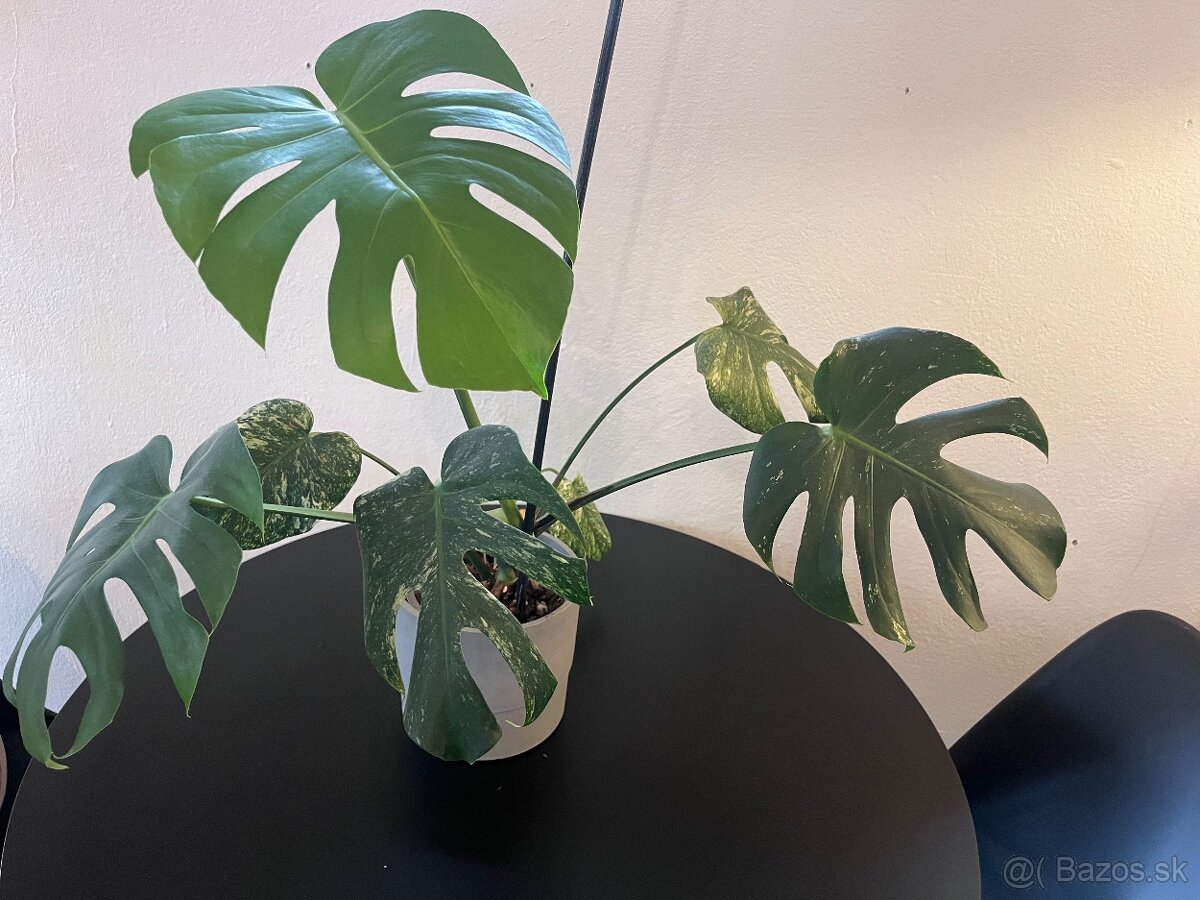 Monstera deliciosa Mint xxl