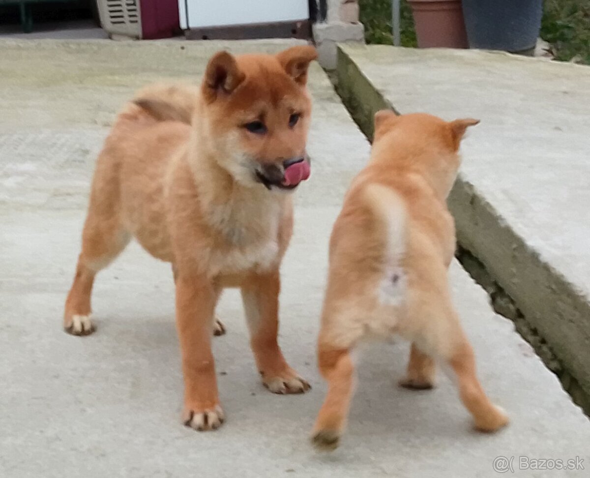 shiba inu