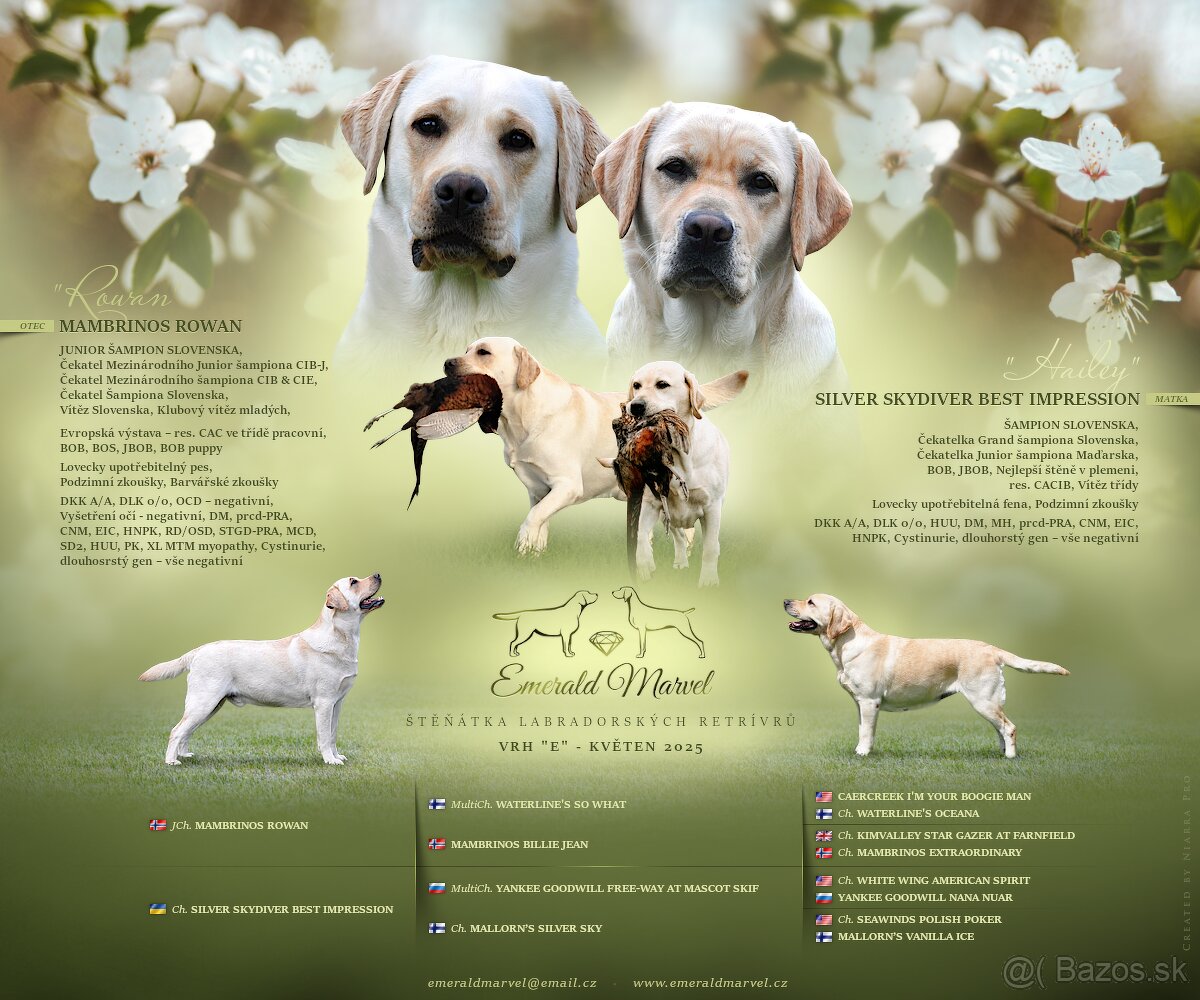 Labradorský retriever - štěniatka s PP