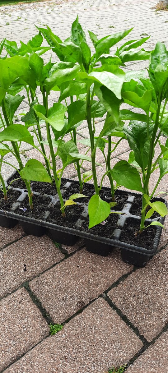 Priesady,planty,sadenice