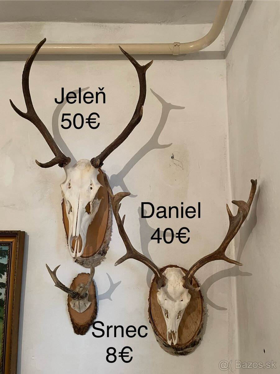 Trofeje na podložkách, parohy, parožie