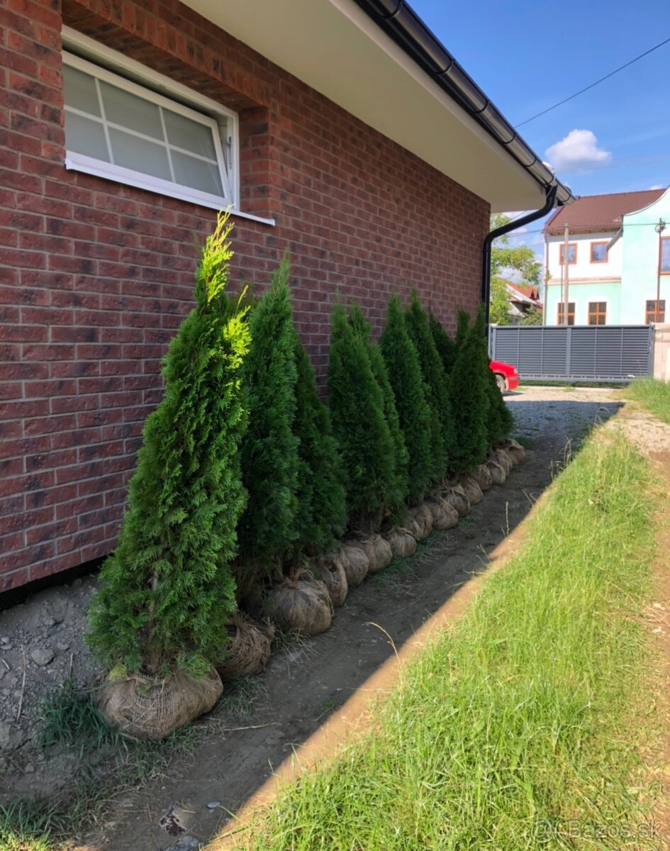Tuja Smaragd - pestované na Slovensku - 0944523832