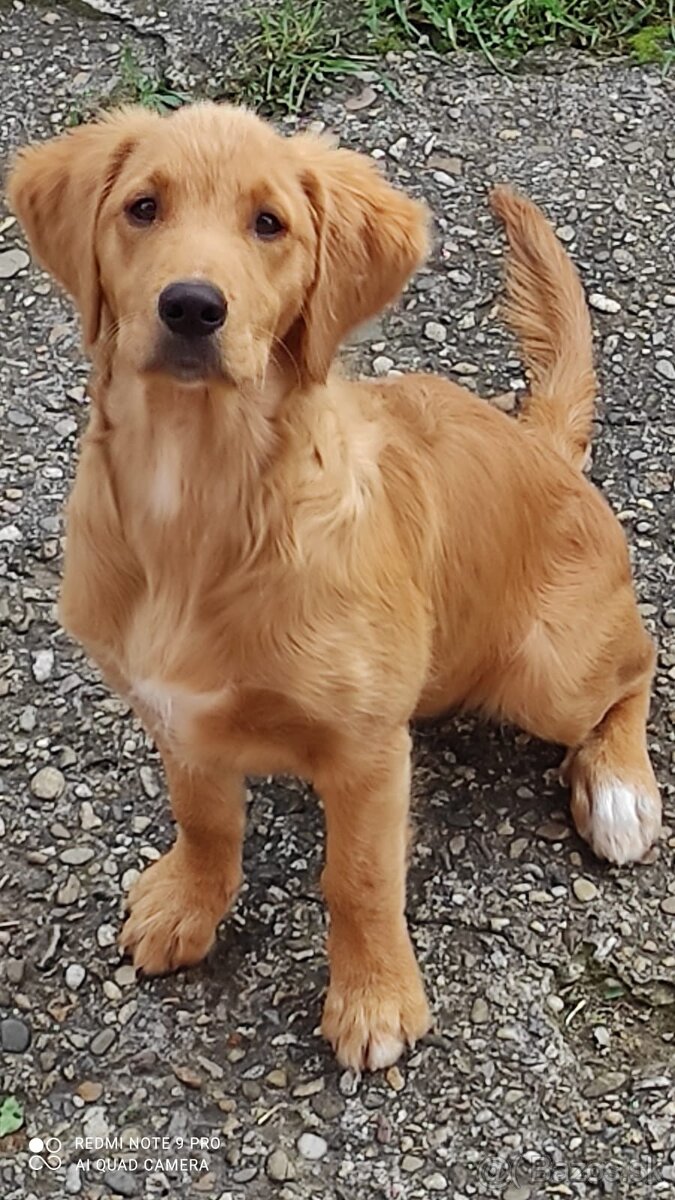 Zlatý retriever