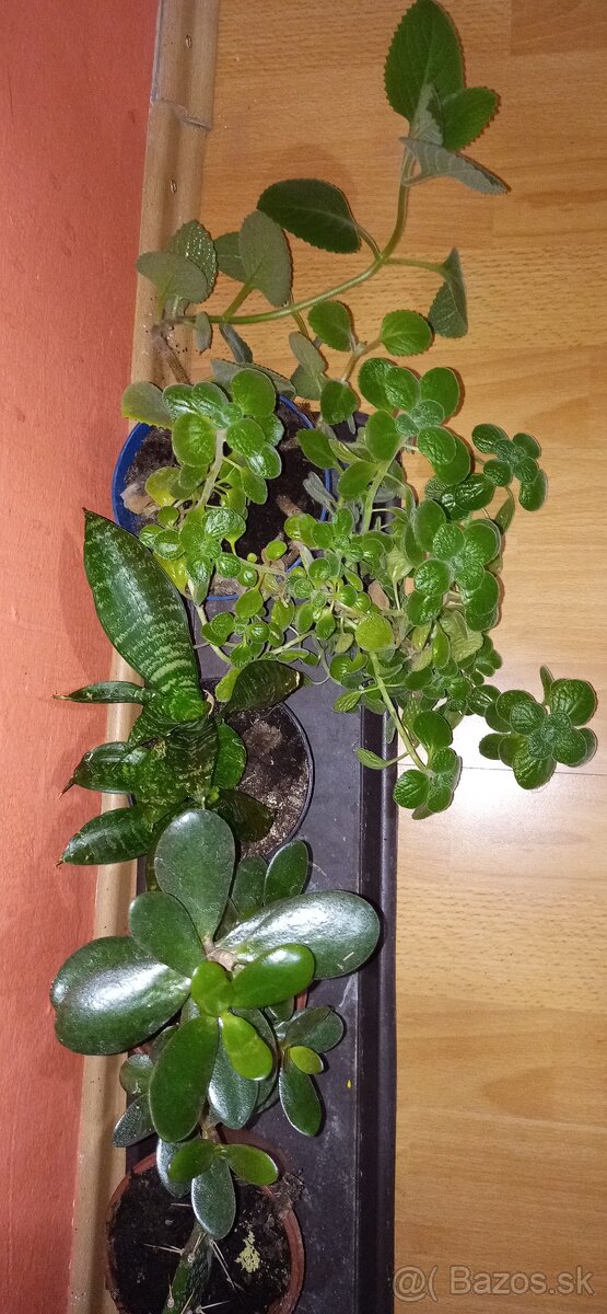 Mix izbových rastlín