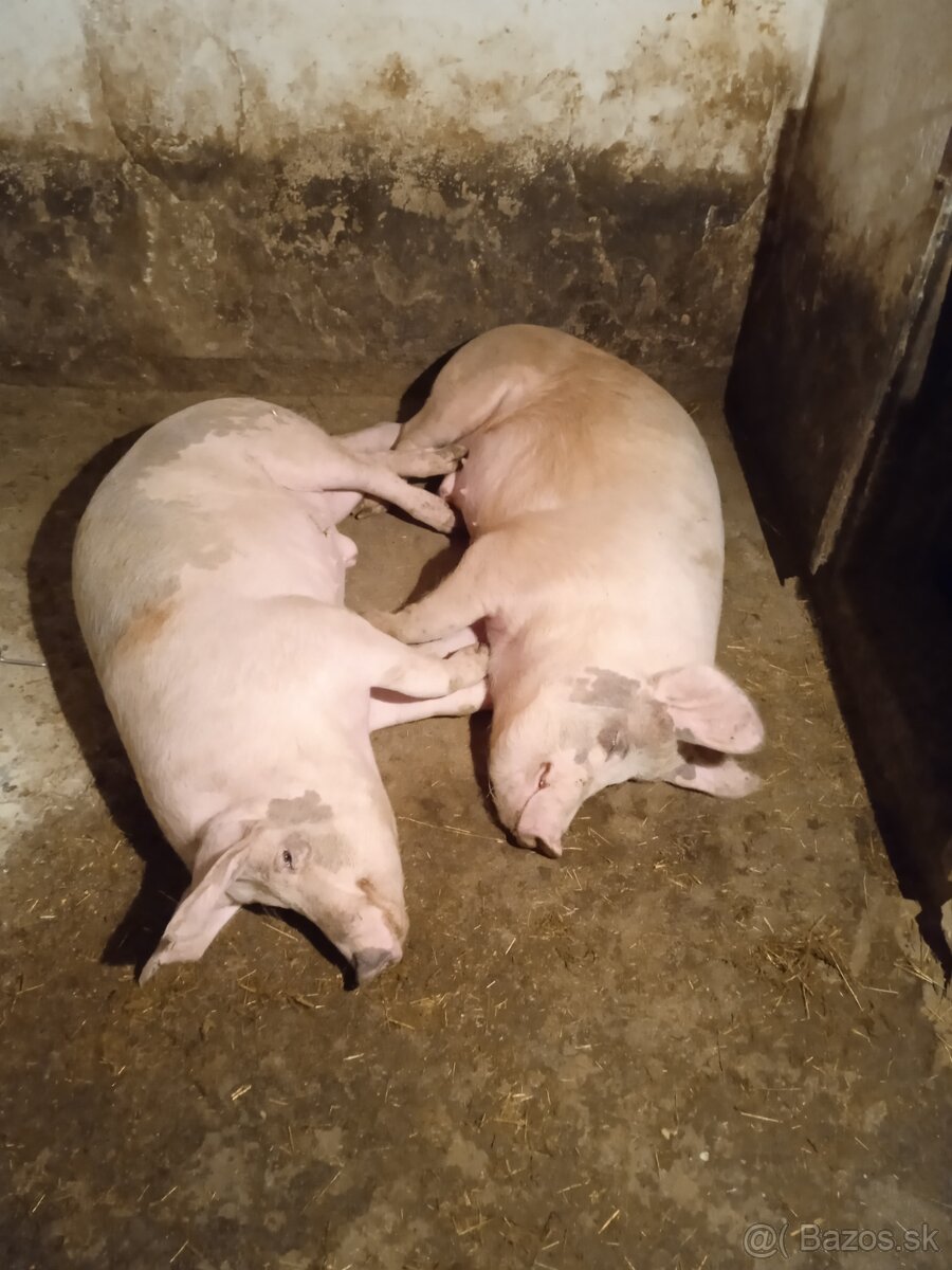 Predám jatočné ošípané