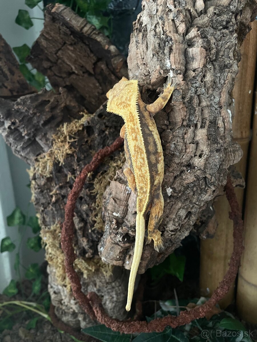 Pagekon riasnaty