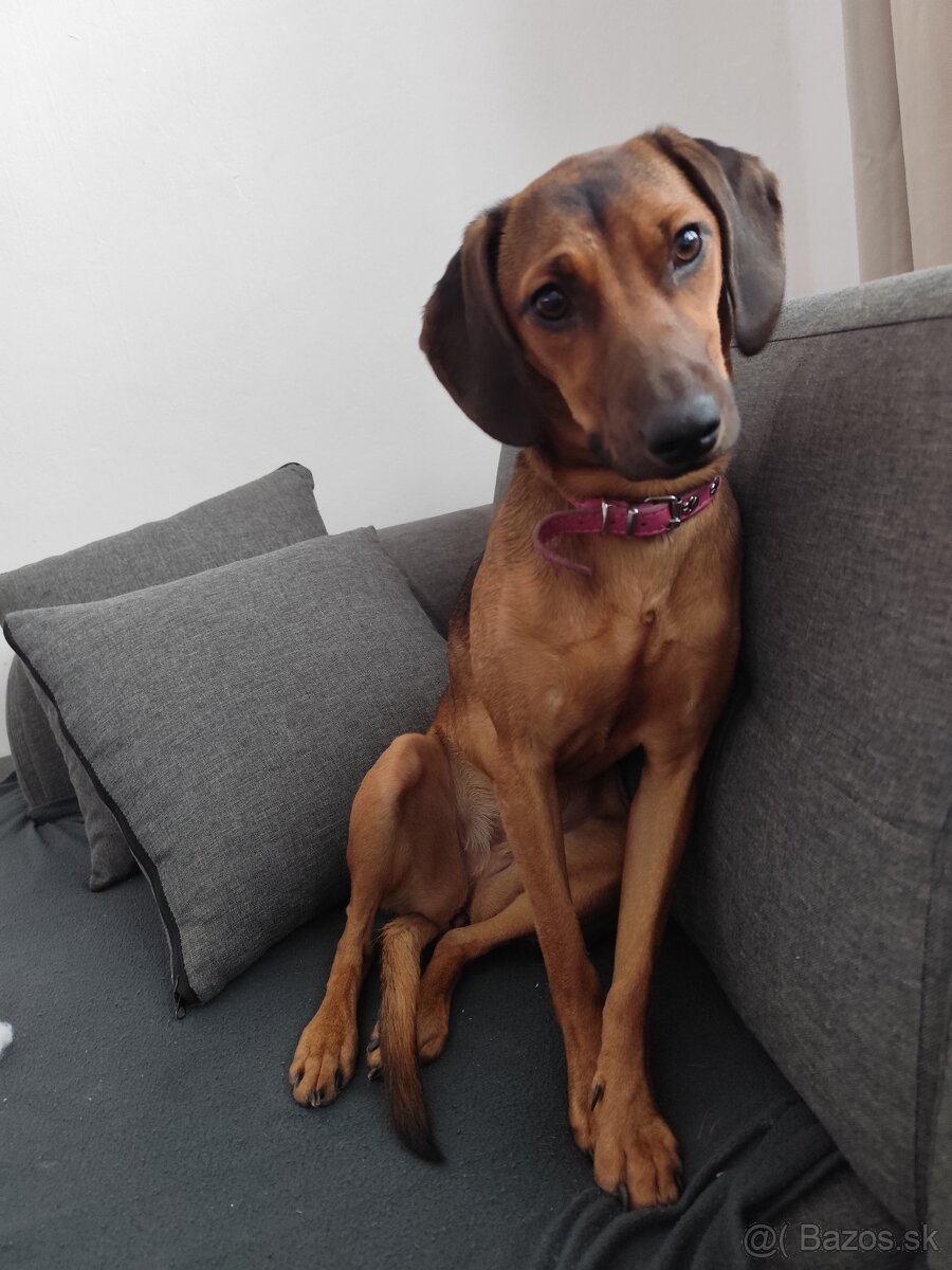 Darujem psa kríženec bavorského farbiara