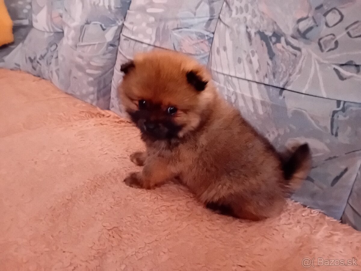 Oranžový špic-pomeranian