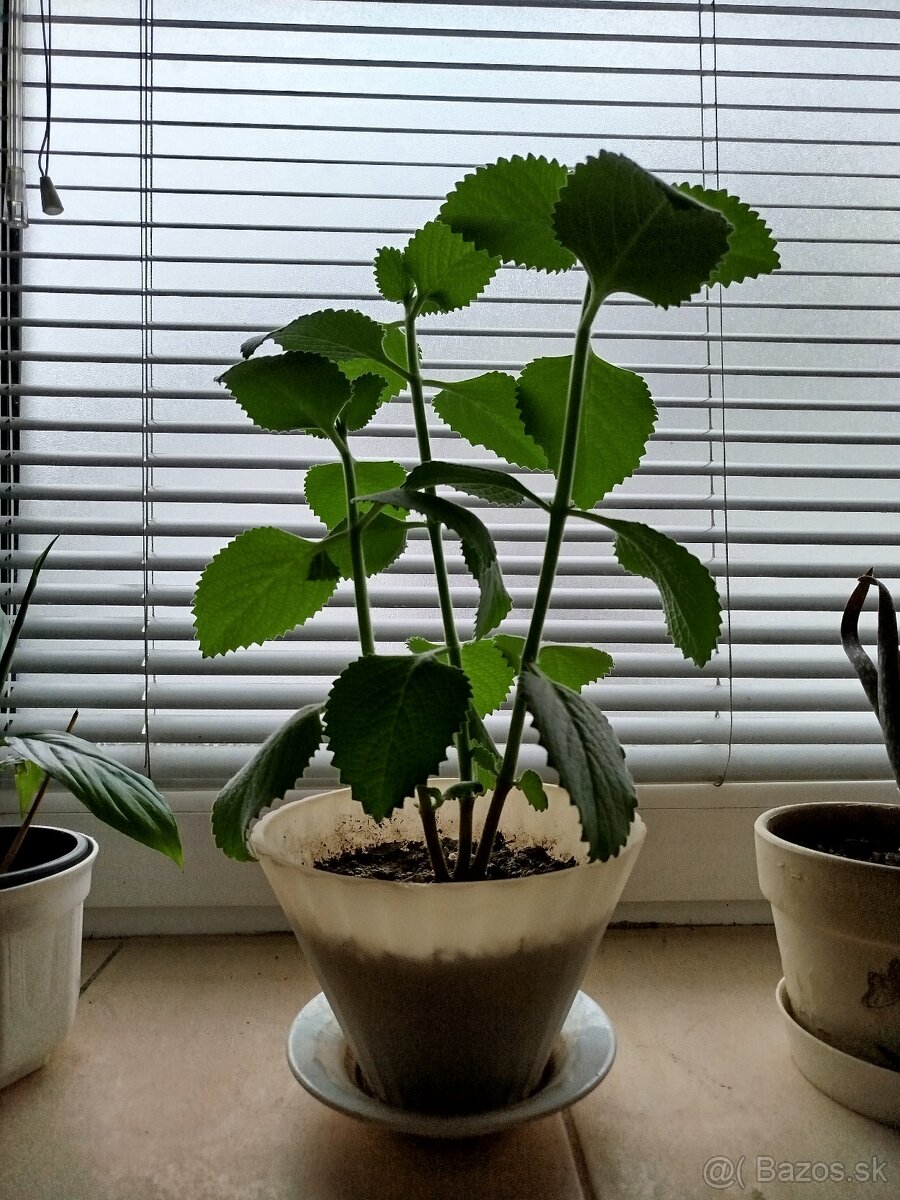 Nádchovník / rýmovník