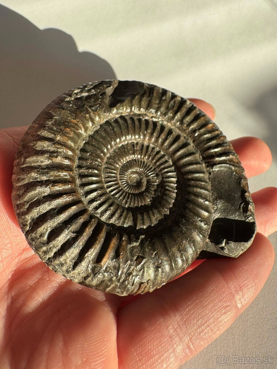 Predám peknú originálnu fosíliu amonita z obdobia jury