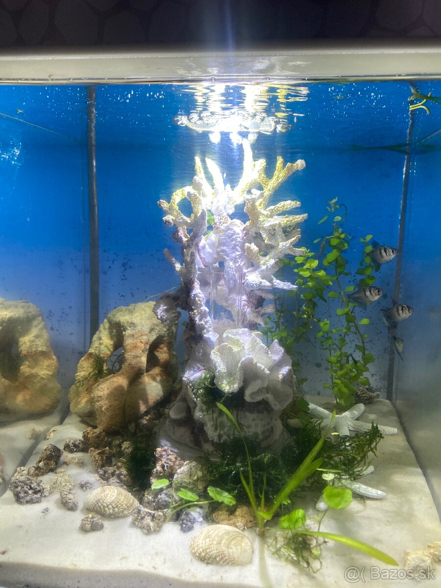 Pseudo-morské akvárium
