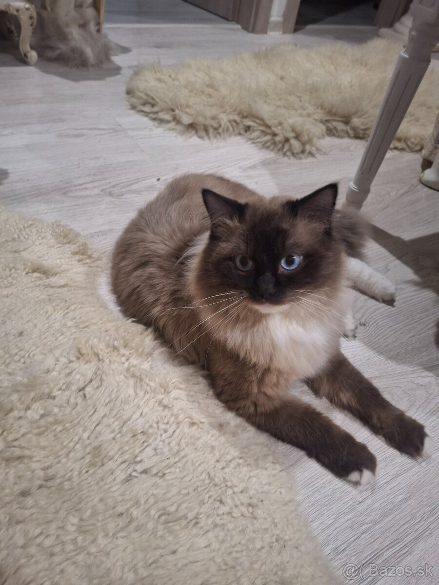Ragdoll
