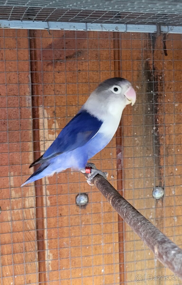 Agapornis fischery