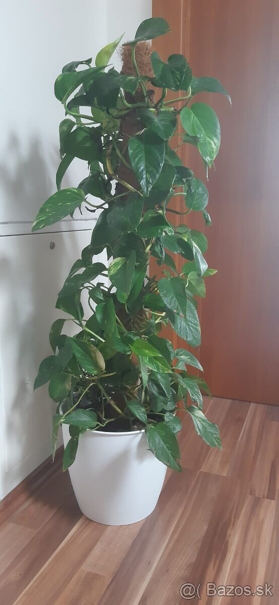 Potosovec 95 cm