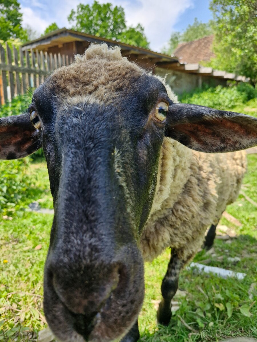 KÚPIM OVCE/JAHNIČKY