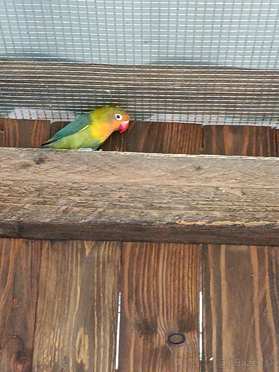 Agapornis