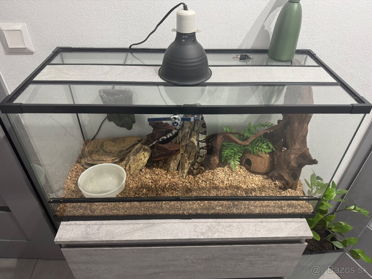 Koralovka mexicka + terarium a vybavenie