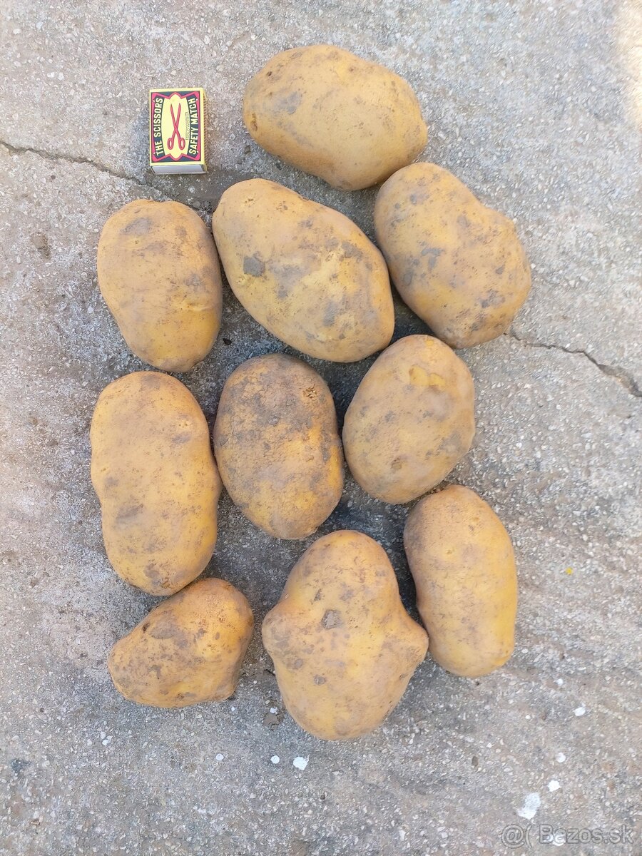 BIO zemiaky AGRIA, kukurica, cesnek, paprika, mrkva, cibula