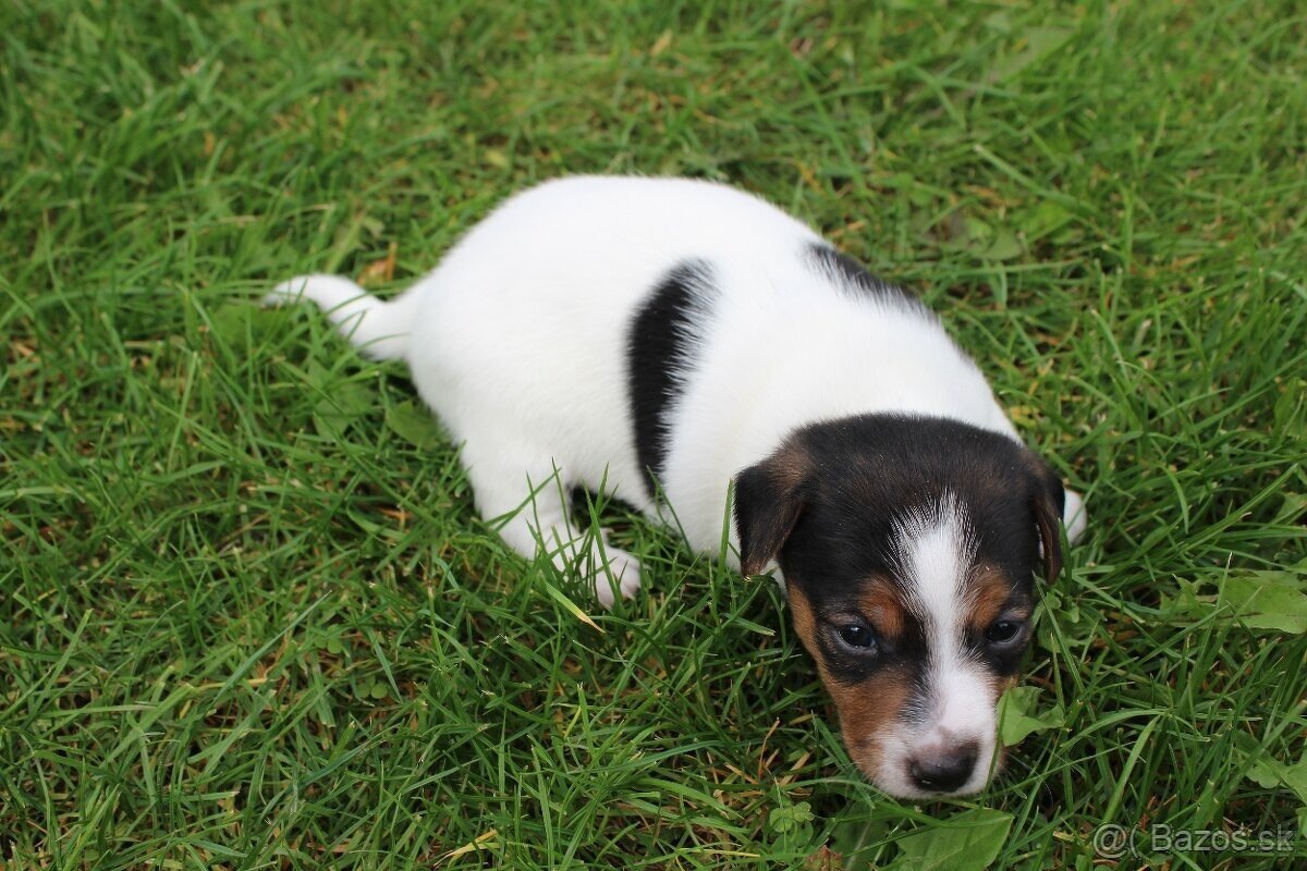 Jack Russell Teriér šteniatka