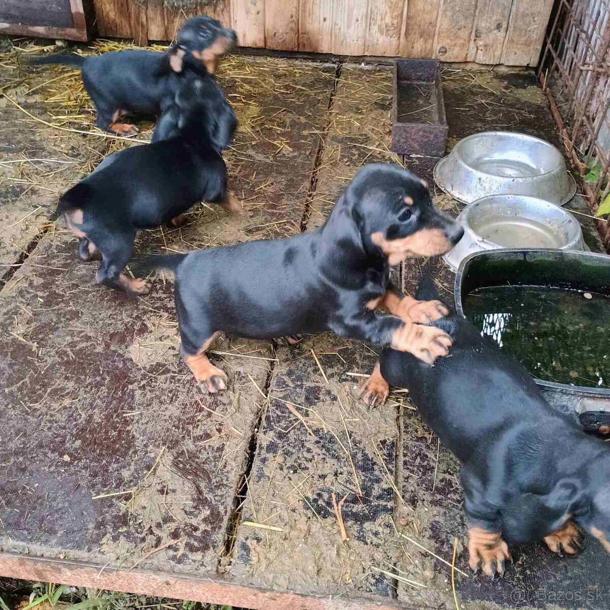 Krátkosrstý jazvečík