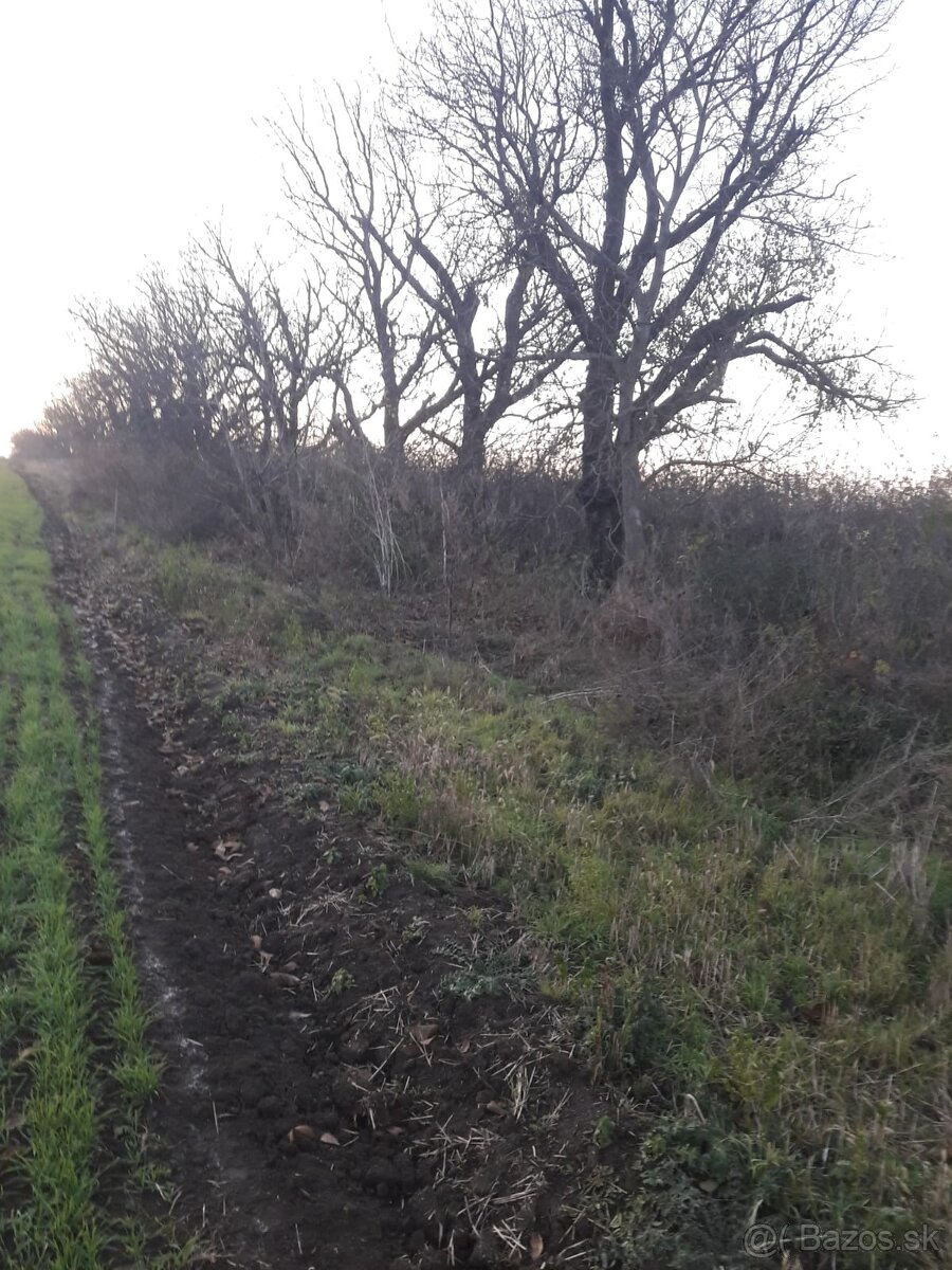 Čerešňové a orechové drevo na kúrenie a údenie