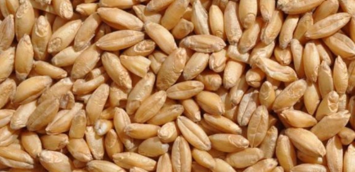 Pšenica - Šamorín