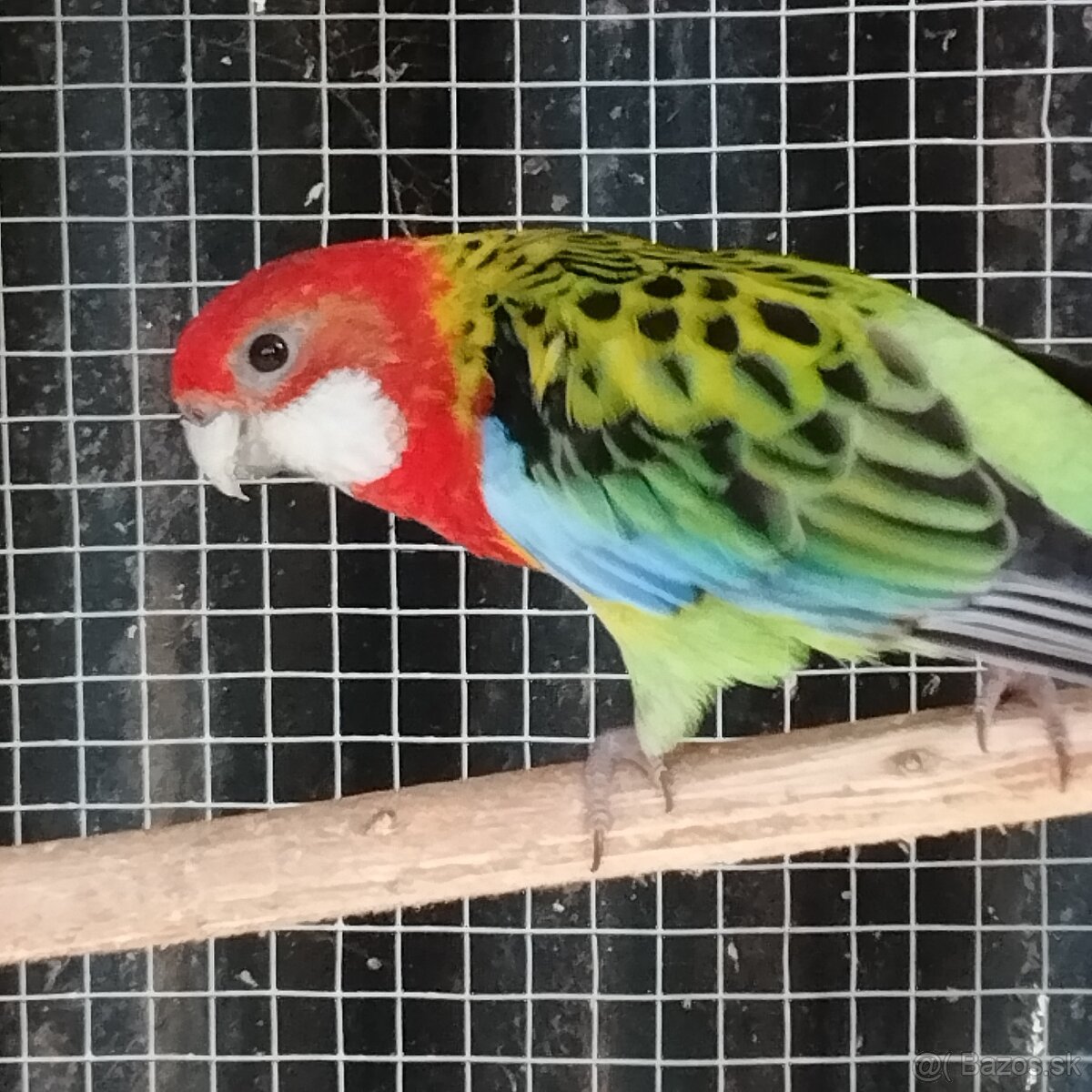 Rozela