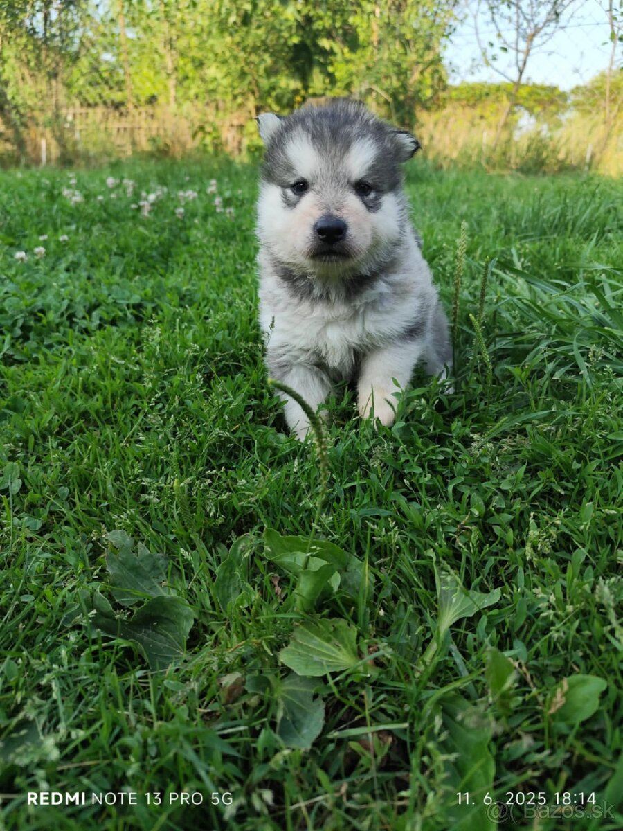 Sibírsky husky šteniatko