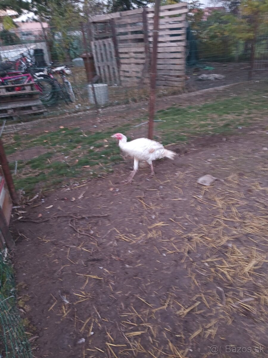 Predám Morku bronzovú