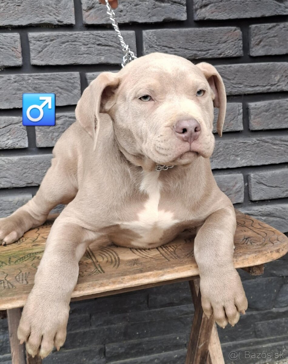 🔥 AMERICAN BULLY 🔥