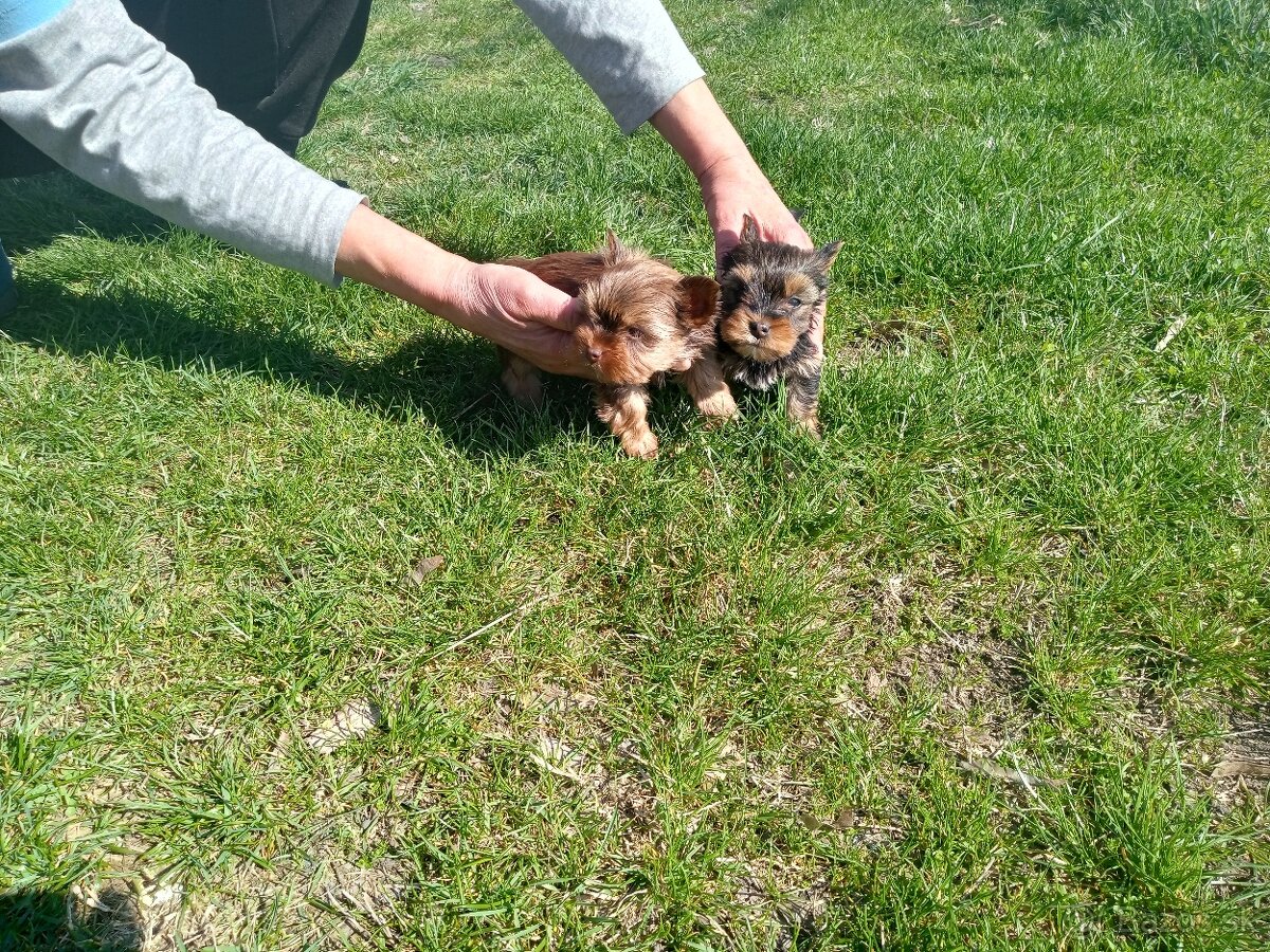 Yorkshire teriér