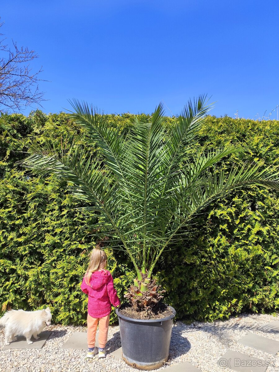 Phoenix canariensis, Kanarsky datlovnik